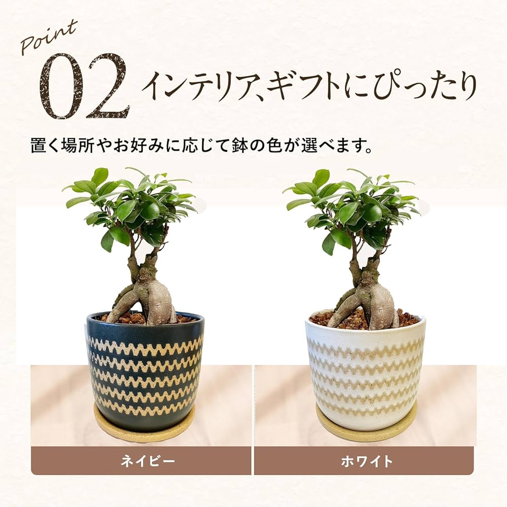 フィカス 植物 約45cm 陶器鉢 Amazon｜l'arbre blanc フィカス ウンベラータ 観葉植物 曲がり仕立て